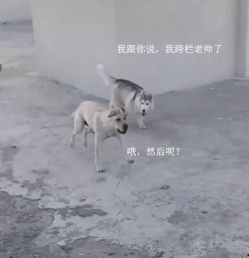 姿态爆料大狗视频,视频爆料背后的惊人真相 第1张 姿态爆料大狗视频,视频爆料背后的惊人真相 第1张